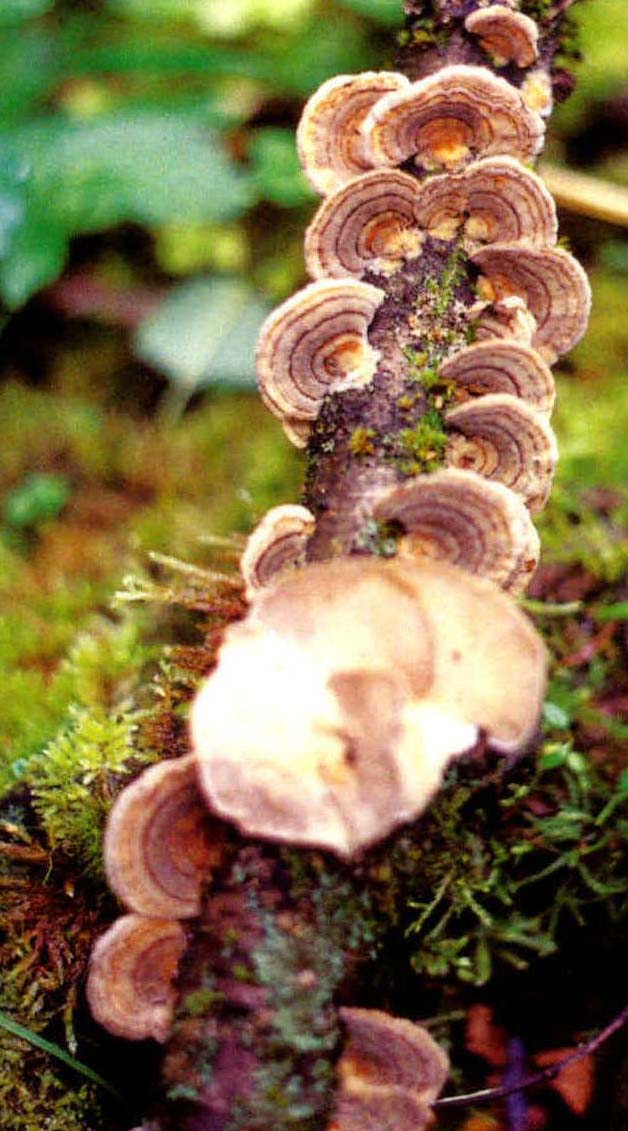 Polystictus villosus (Swartz.)Cooke